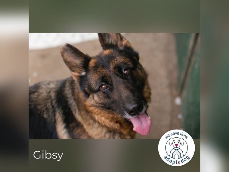 Gibsy – sucht Zuhause und  jemanden, der mit ihr um die Wette läuft