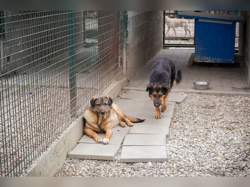 Smiley: Voller Liebe und Hoffnung