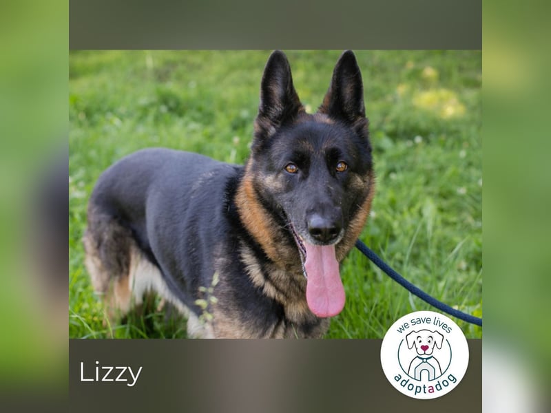 Lizzy 2119494 sucht ein zu Hause