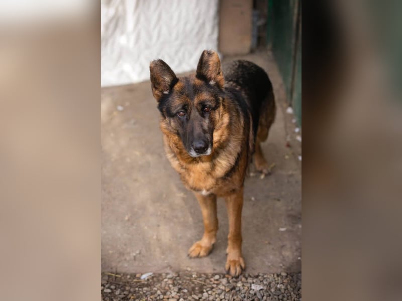 Gibsy – sucht Zuhause und  jemanden, der mit ihr um die Wette läuft