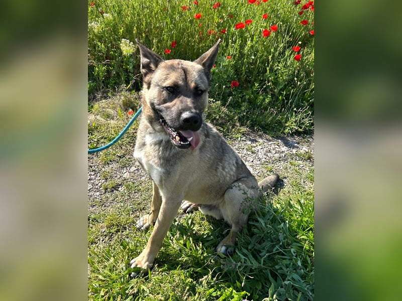 Ninjo: Fröhlicher Jungspund sucht Familie