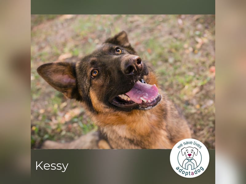Kessy: Hübsche Schäferhündin sucht ein Zuhause