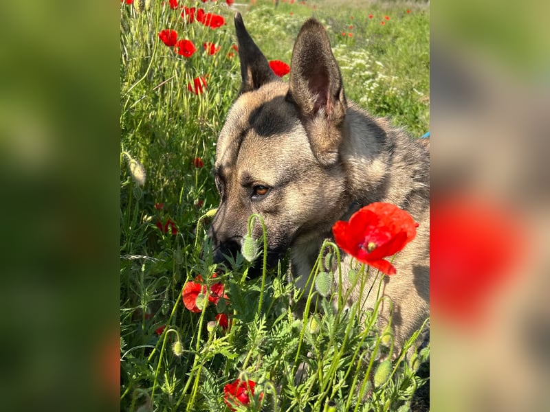 Ninjo: Fröhlicher Jungspund sucht Familie
