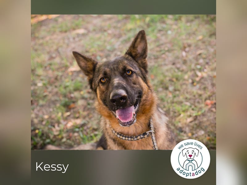 Kessy: Hübsche Schäferhündin sucht ein Zuhause
