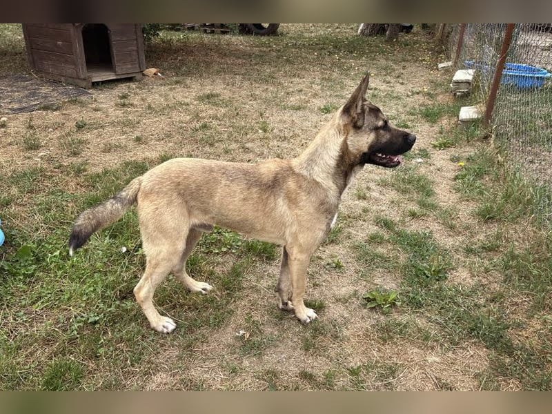 Ninjo: Fröhlicher Jungspund sucht Familie