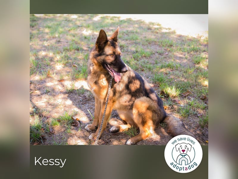 Kessy: Hübsche Schäferhündin sucht ein Zuhause