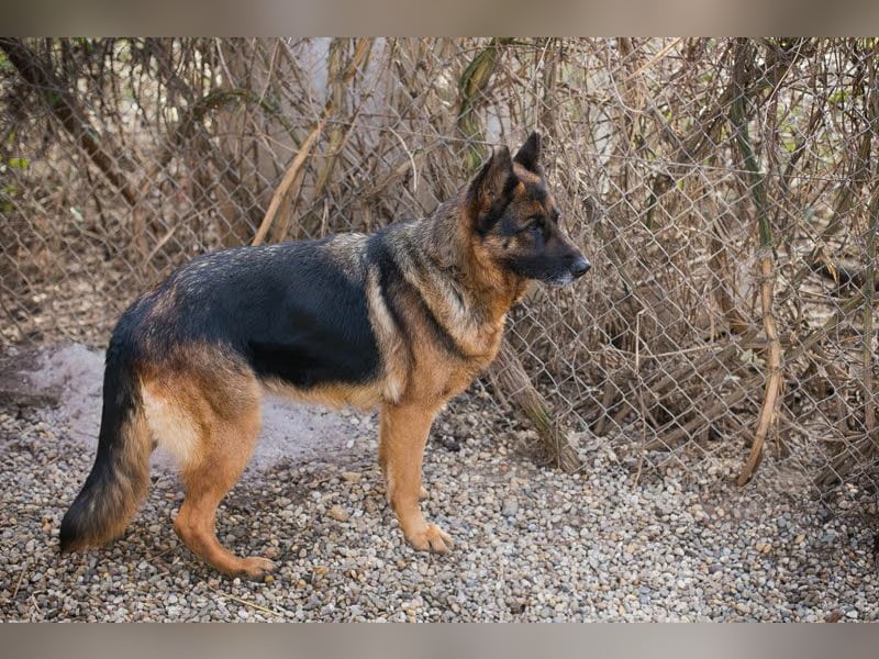 Gibsy – sucht Zuhause und  jemanden, der mit ihr um die Wette läuft