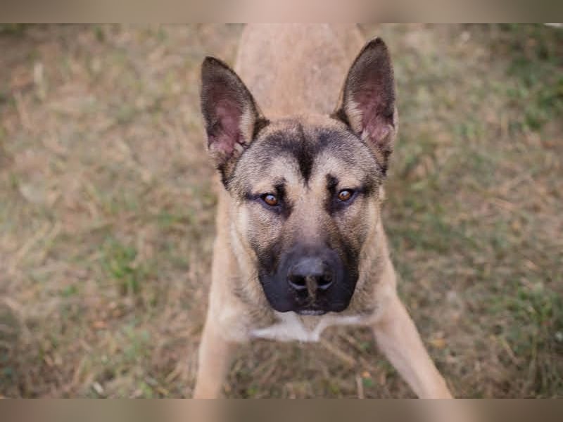 Ninjo: Fröhlicher Jungspund sucht Familie