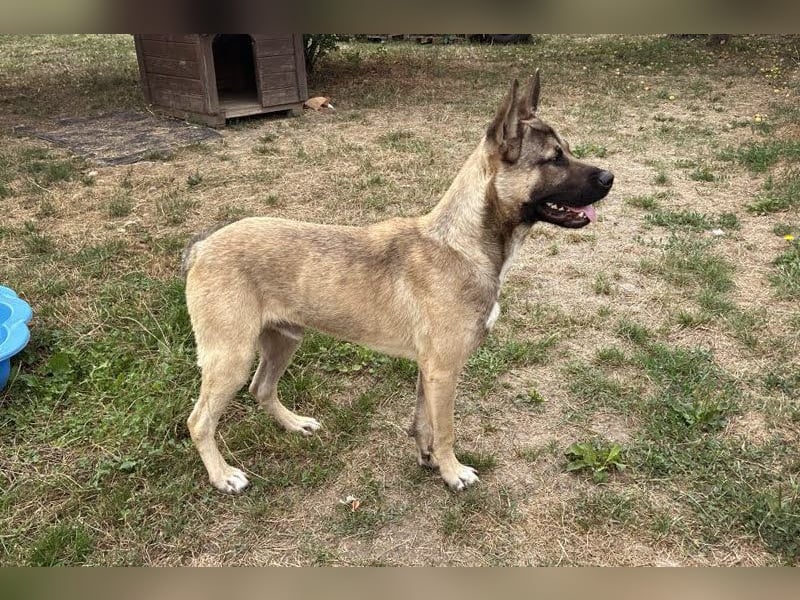 Ninjo: Fröhlicher Jungspund sucht Familie