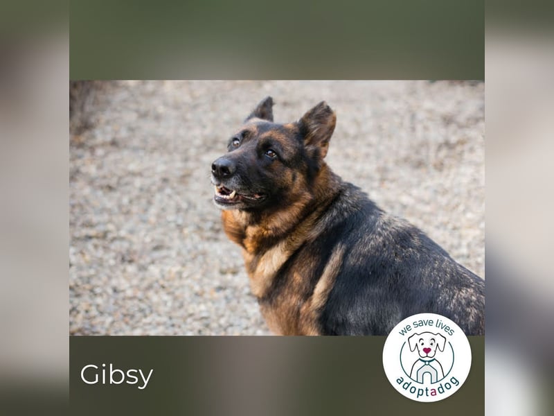 Gibsy – sucht Zuhause und  jemanden, der mit ihr um die Wette läuft
