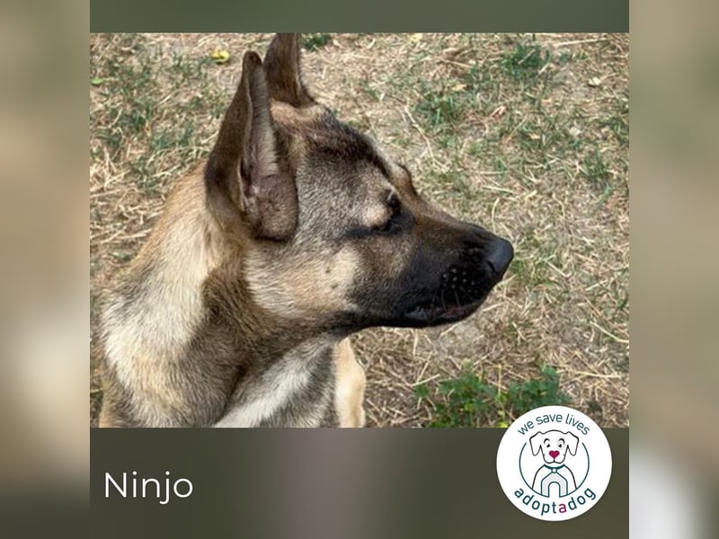 Ninjo: Fröhlicher Jungspund sucht Familie