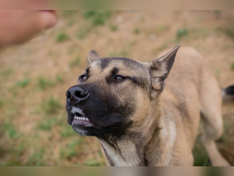 Ninjo: Fröhlicher Jungspund sucht Familie