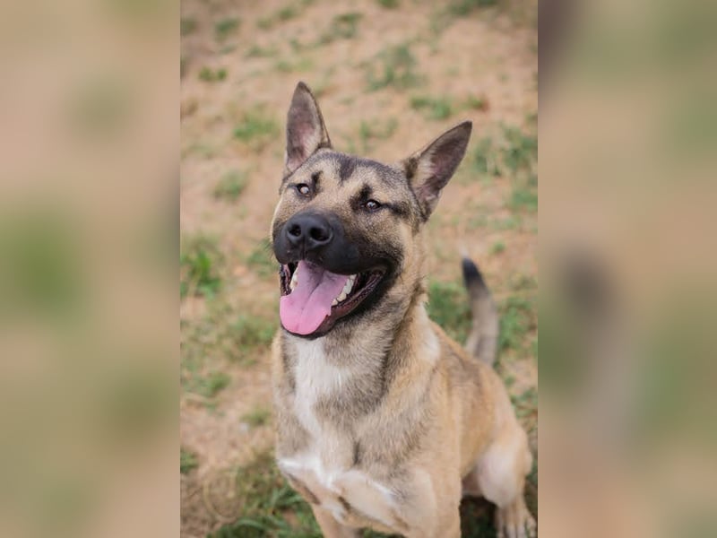 Ninjo: Fröhlicher Jungspund sucht Familie