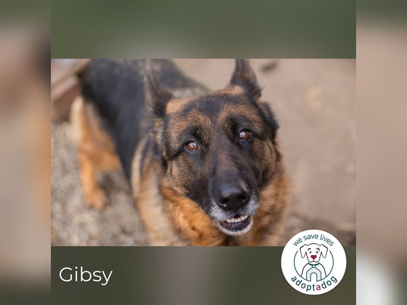 Gibsy – sucht Zuhause und  jemanden, der mit ihr um die Wette läuft