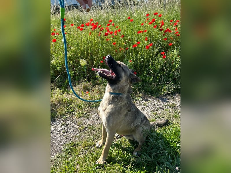 Ninjo: Fröhlicher Jungspund sucht Familie