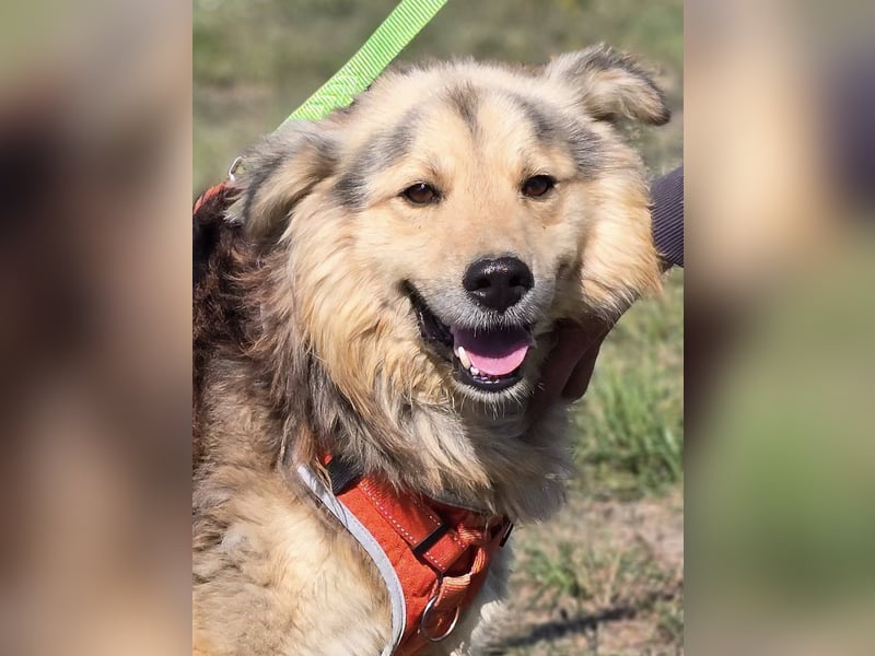 ❤️ Dex, Traumhund sucht Traumzuhause