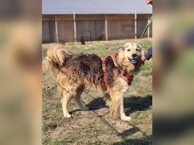 ❤️ Dex, Traumhund sucht Traumzuhause