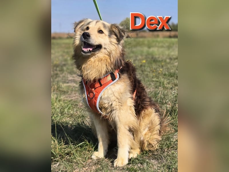 ❤️ Dex, Traumhund sucht Traumzuhause