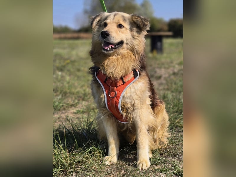 ❤️ Dex, Traumhund sucht Traumzuhause