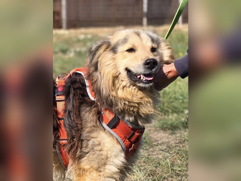 ❤️ Dex, Traumhund sucht Traumzuhause