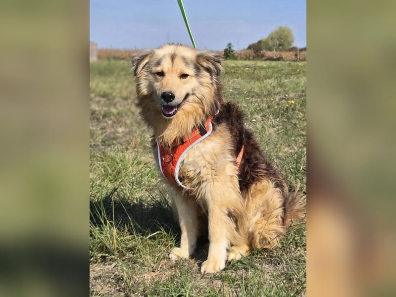 ❤️ Dex, Traumhund sucht Traumzuhause