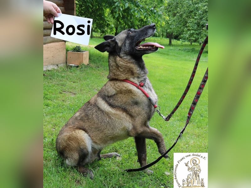 Rosi - verspielt, verschmust und fröhlich