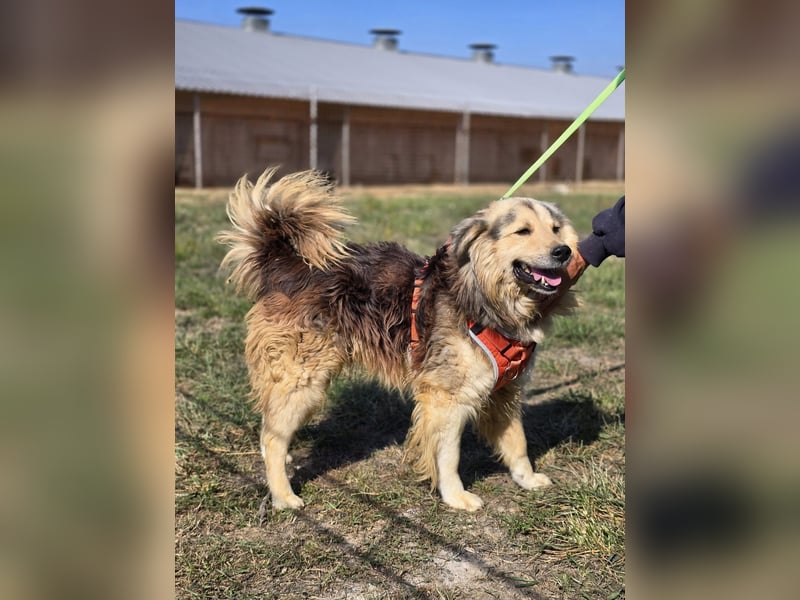 ❤️ Dex, Traumhund sucht Traumzuhause