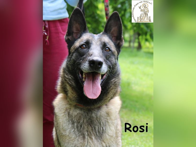 Rosi - verspielt, verschmust und fröhlich
