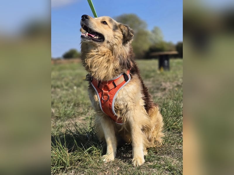 ❤️ Dex, Traumhund sucht Traumzuhause
