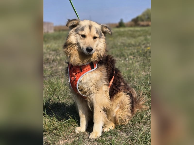 ❤️ Dex, Traumhund sucht Traumzuhause