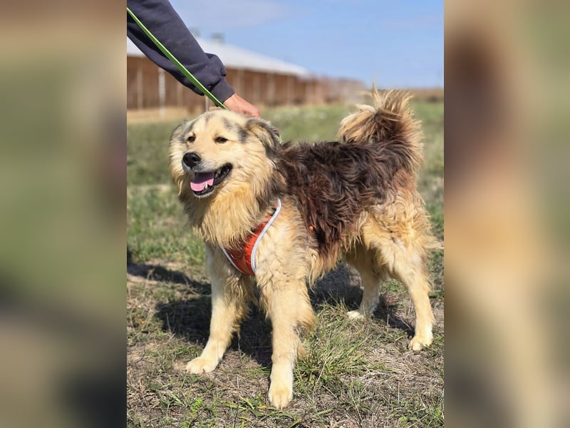 ❤️ Dex, Traumhund sucht Traumzuhause