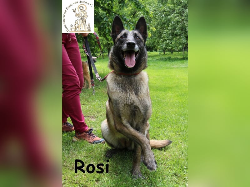 Rosi - verspielt, verschmust und fröhlich