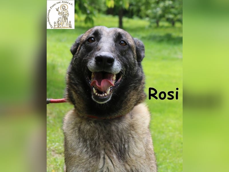 Rosi - verspielt, verschmust und fröhlich