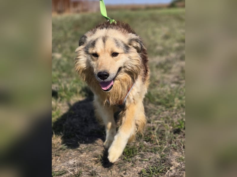 ❤️ Dex, Traumhund sucht Traumzuhause