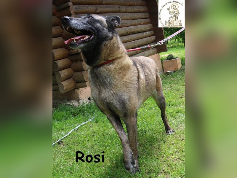 Rosi - verspielt, verschmust und fröhlich