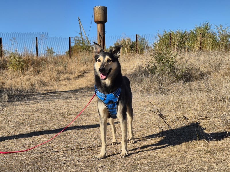 Chappy sucht seine Menschen