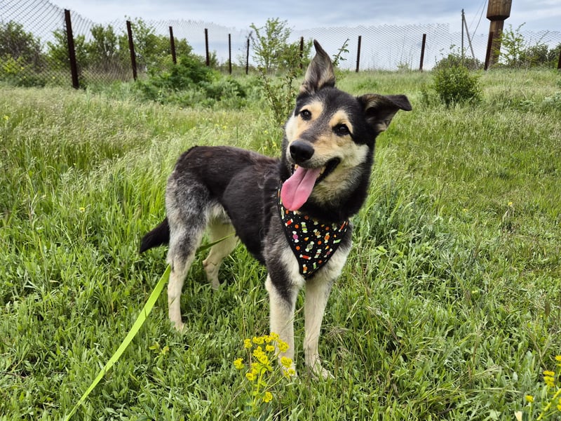 Chappy sucht seine Menschen