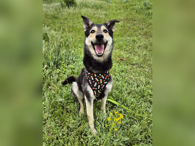 Chappy sucht seine Menschen