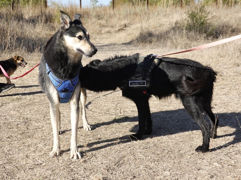 Chappy sucht seine Menschen