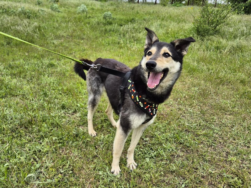 Chappy sucht seine Menschen