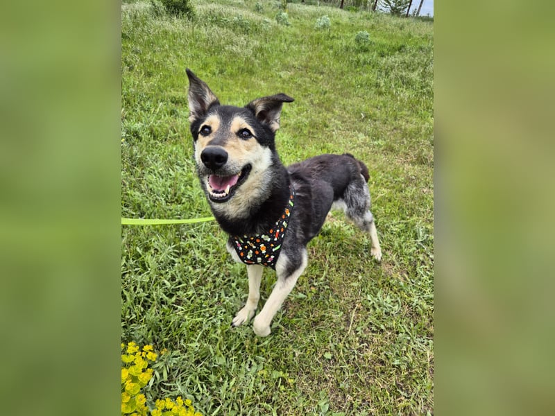 Chappy sucht seine Menschen