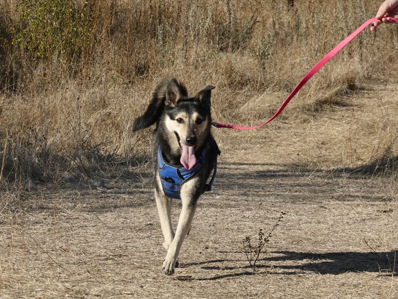 Chappy sucht seine Menschen