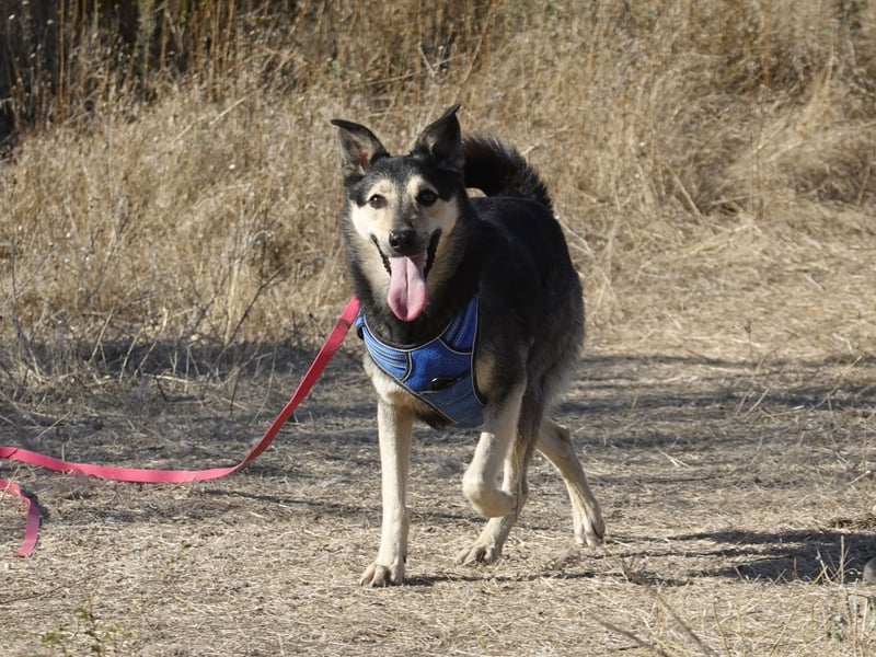 Chappy sucht seine Menschen