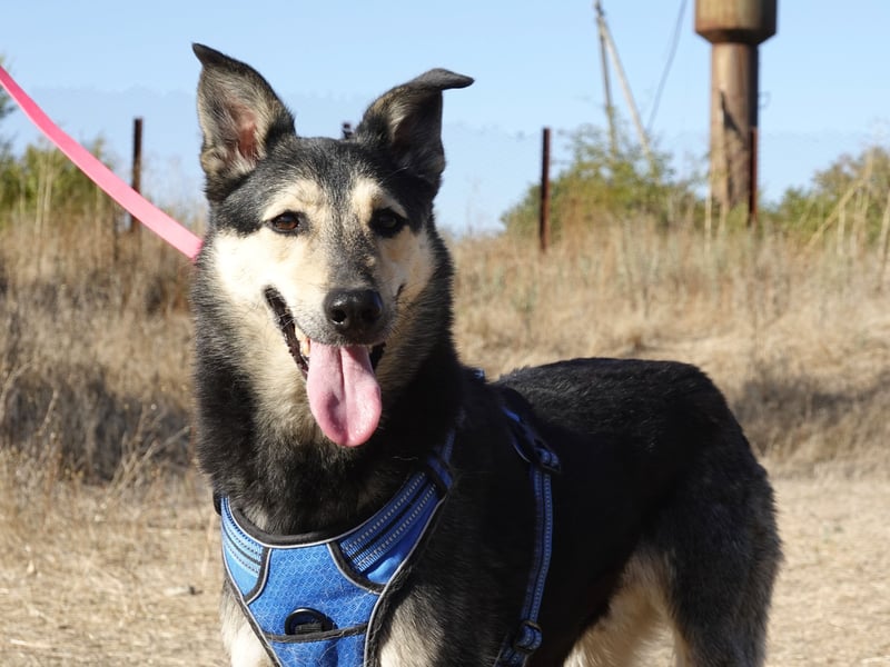 Chappy sucht seine Menschen