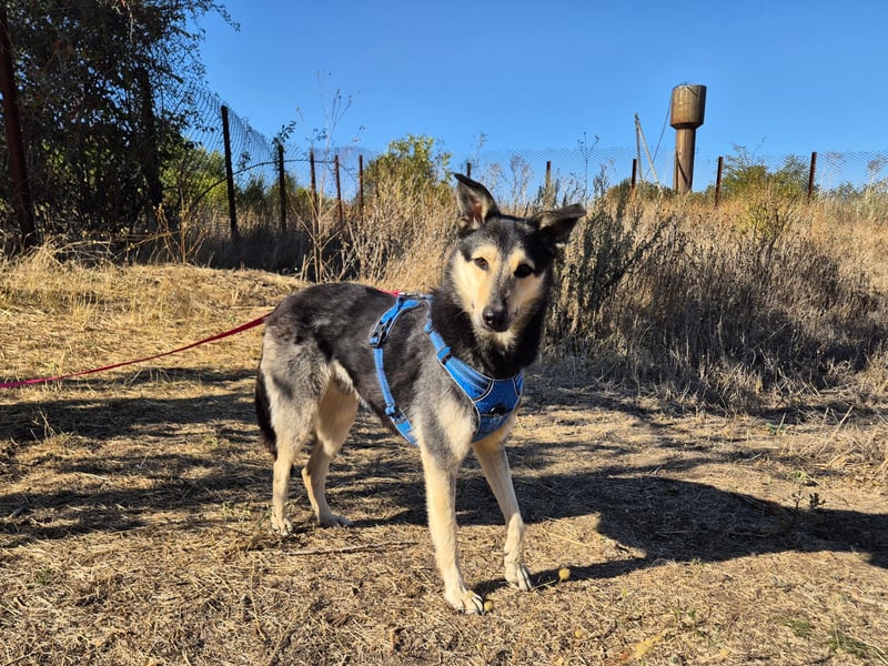 Chappy sucht seine Menschen