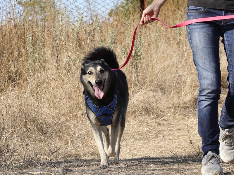 Chappy sucht seine Menschen