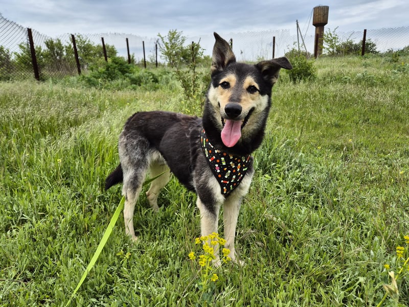 Chappy sucht seine Menschen