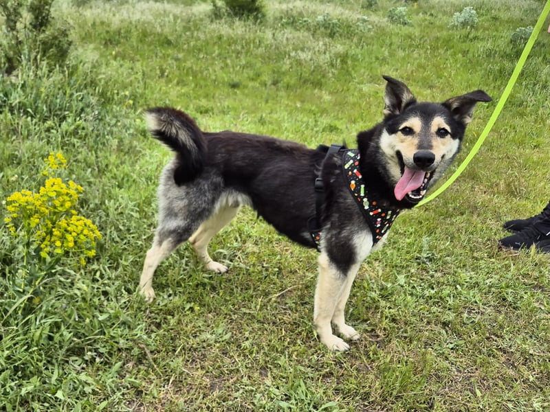 Chappy sucht seine Menschen