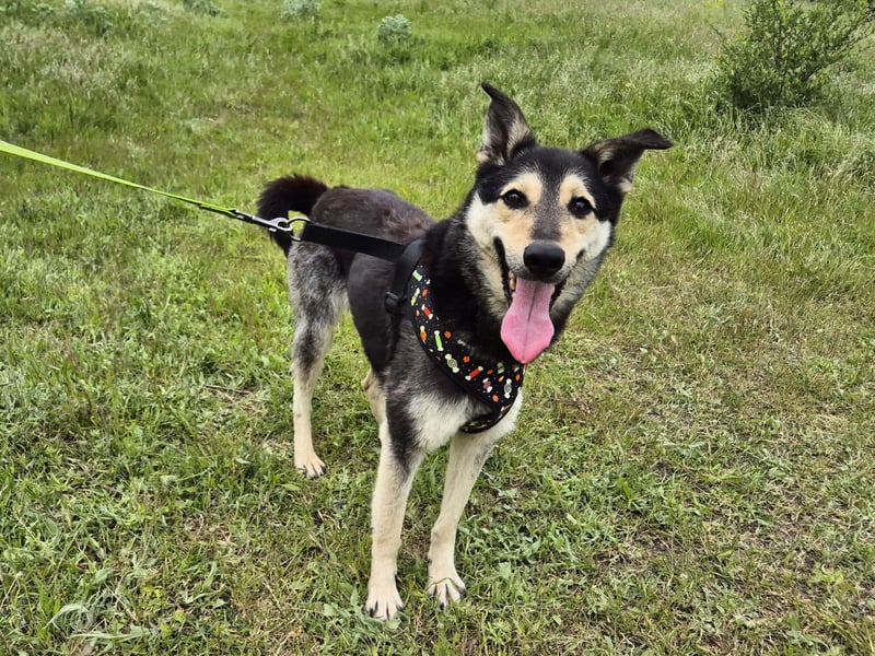 Chappy sucht seine Menschen