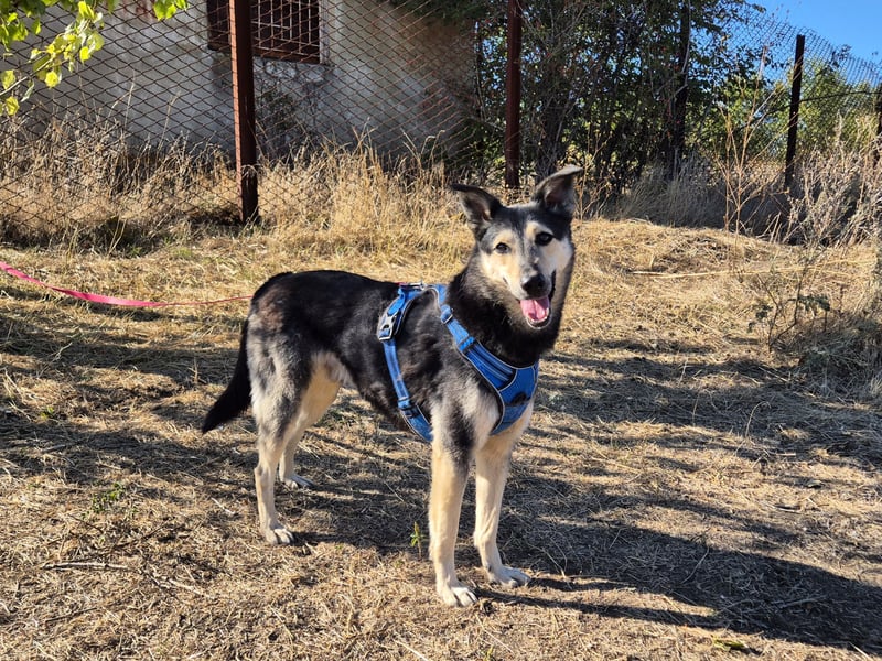 Chappy sucht seine Menschen